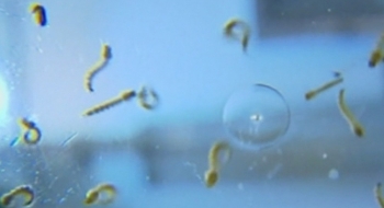 Goiás registra a primeira morte por dengue de 2022